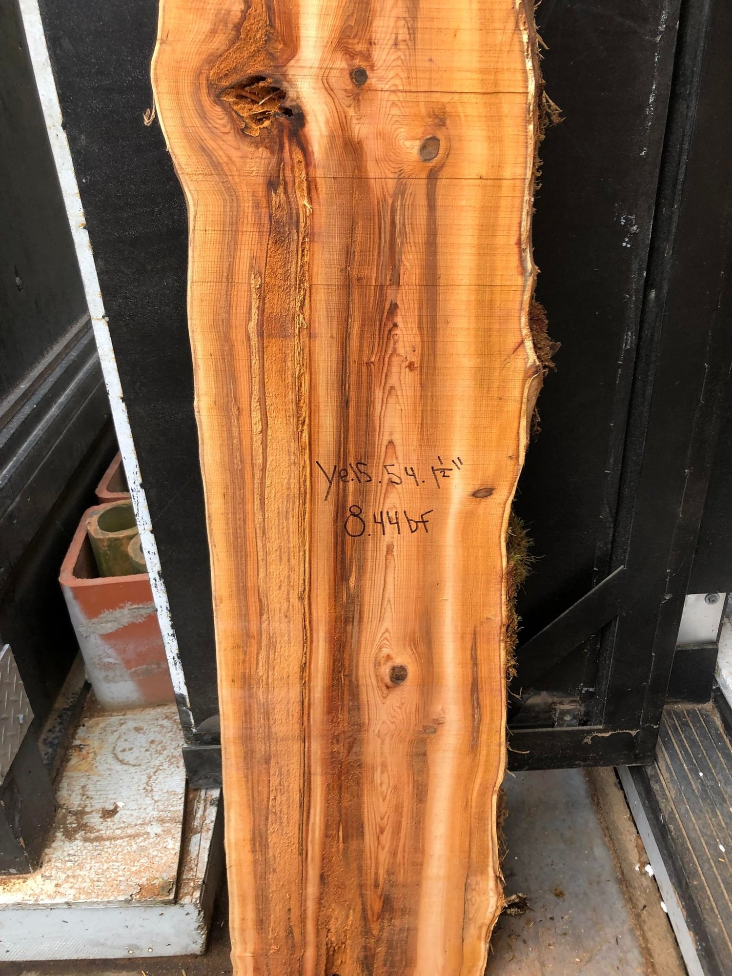 Pacific Yew